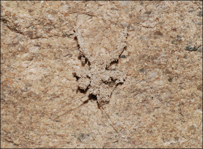 acaro  o ragnetto? No. Neanide di Reduviidae